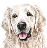 photo of border Golden Retriever greetings card AC-199