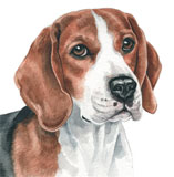 photo of Beagle greetings card