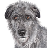 photo of Irish Wolfhound greetings card