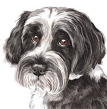 photo of Tibetan Terrier greetings card