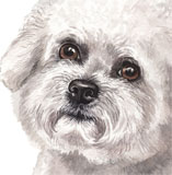 photo of Bichon Frise AC-203 greetings card