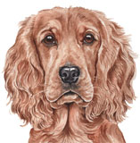 photo of Cocker Spaniel greetings card