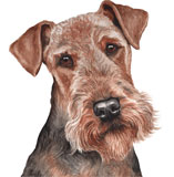 photo of Airedale Terrier greetings card