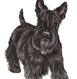 photo of Scottish Terrier greetings card