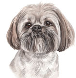 photo of Lhasa Apso greetings card