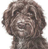 photo of Cockapoo greetings card AC-152