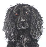 photo of AC-215Cocker Spaniel greetings card