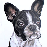 photo of AC216French Bulldog greetings card