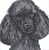 photo of AC217 Black Poodle greetings card