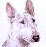 photo of AC-219 English Bull Terrier greetings card