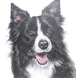 photo of Border Collie greetings card