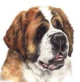 photo of St Bernard greetings card