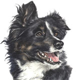 photo of border collie greetings card AC-31