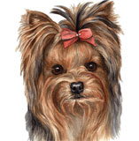photo of Yorkshire Terrier greetings card