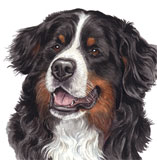 photo of Bernese Mountain greetings card