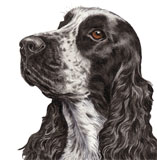 photo of Cocker Spaniel greetings card