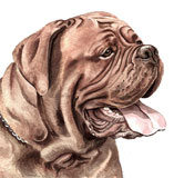 photo of Dogue de Bordeaux greetings card