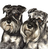 photo of Miniature Schnauzer Greetings Card AC-81