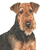 photo of Airedale Terrier greetings card