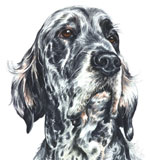 photo of English Setter greetings card