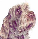 photo of Italian Spinone greetings card