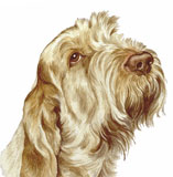 photo of Italian Spinone greetings card