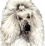 photo of Standard Poodle - White greetings card