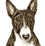 photo of English Bull Terrier greetings card