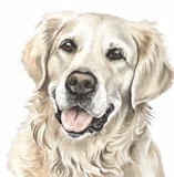 photo of border Golden Retriever greetings card AC-92