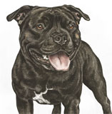 photo of Staffy greetings card