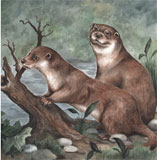 photo of Otters Down By The River greetings card