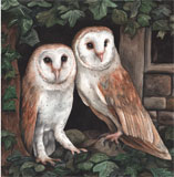 photo of Barn Owl Pair greetings card