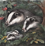 photo of Badger Family greetings card