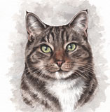 photo of Tabby Cat greetings card