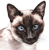 photo of Siamese Cat greetings card