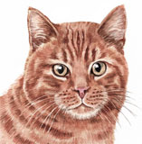 photo of Ginger Cat greetings card