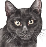 photo of Black Cat greetings card