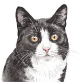 photo of Black and White Cat greetings card