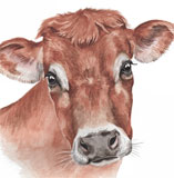 photo of Jersey Cow greetings card