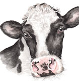 photo of Friesian Cow greetings card
