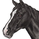 photo of Black Horse greetings card