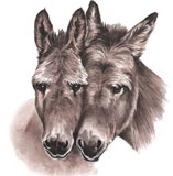 photo of Donkeys greetings card