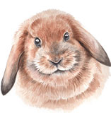 photo of Rabbit greetings card