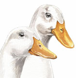photo of Ducks greetings card