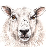 photo of Sheep greetings card