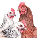 photo of Hens greetings card