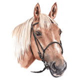 photo of Palomino Horse greetings card
