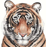 photo of Tiger gretings card