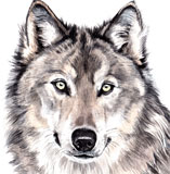 photo of Wolf greetings card