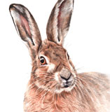 photo of Hare greetings card